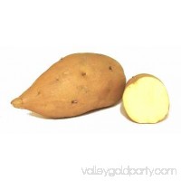 White Sweet Potatoes   553116819